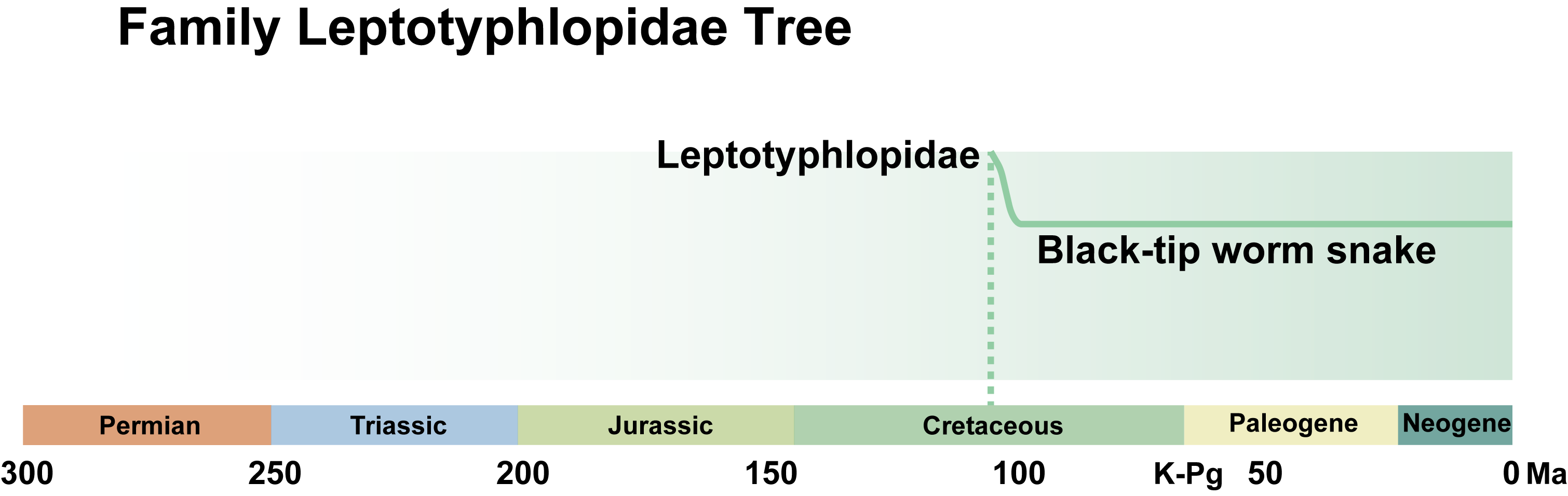 Leptotyphlopidae